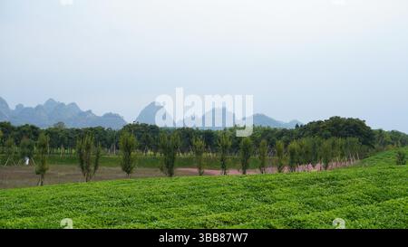 Monte Jufeng e giardini del tè a Jinhua: Un'armonia di picchi e campi verdi Foto Stock