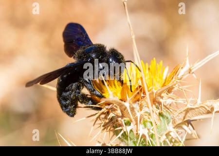 Ape carpentiere viola (Xylocopa violacea) che si nutre di fiori di cardo giallo, grande ape solitaria di Apidae, Corsica, Francia Foto Stock