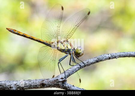 darter comune (Sympetrum striolatum) arroccato sul ramo, libellula della famiglia Libellulidae, Corsica, Francia Foto Stock
