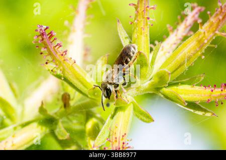 Macro di un’ape sudorifera (Lasioglossum sp.) Raccogliere polline su un fiore selvatico in Corsica, Francia. Foto Stock