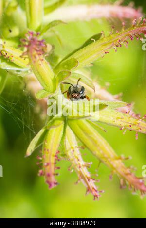 Macro di un’ape sudorifera (Lasioglossum sp.) Su un fiore selvatico in Corsica, Francia, che mostra un comportamento di impollinazione. Foto Stock