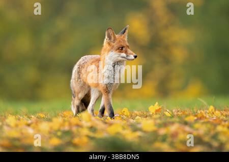 La volpe rossa (Vulpes vulpes) è la più grande delle volpi vere e uno dei membri più diffusi dell'Ordine Carnivora Foto Stock