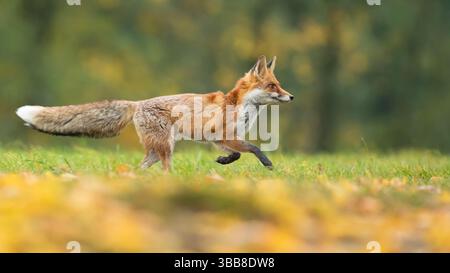 La volpe rossa (Vulpes vulpes) è la più grande delle volpi vere e uno dei membri più diffusi dell'Ordine Carnivora Foto Stock