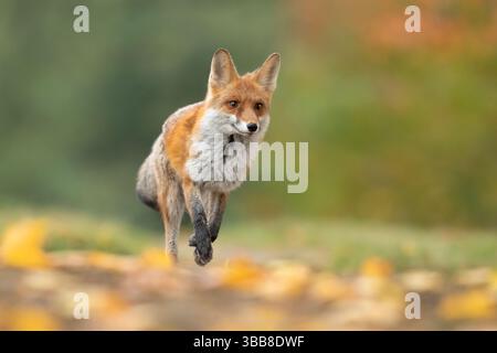 La volpe rossa (Vulpes vulpes) è la più grande delle volpi vere e uno dei membri più diffusi dell'Ordine Carnivora Foto Stock