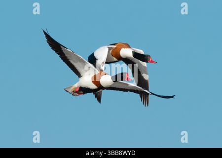 Arnside, Milnthorpe, Cumbria, Regno Unito. 15 maggio 2025. Shelducks che volano in formazione molto ravvicinata sul mare ad Arnside, Milnthorpe, Cumbria, Regno Unito crediti: John Eveson/Alamy Live News Foto Stock