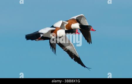 Arnside, Milnthorpe, Cumbria, Regno Unito. 15 maggio 2025. Shelducks che volano in formazione molto ravvicinata sul mare ad Arnside, Milnthorpe, Cumbria, Regno Unito crediti: John Eveson/Alamy Live News Foto Stock