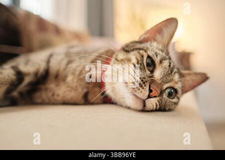 Primo piano di un gatto da tabby grigio sonnolento steso su un davanzale sotto la luce soffusa del mattino. Foto Stock