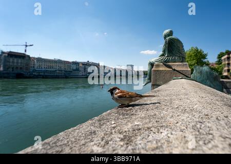 Basilea, Svizzera, 14 maggio 2025: Un uccello guarda in primo piano il fiume Reno, mentre la scultura "Helvetia auf der Reise" di Bettina Eichin Foto Stock