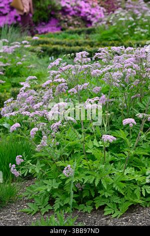 Delicati fiori rosa pallido dell'inizio dell'estate di Chaerophyllum hirsutum 'Roseum' o peloso chervil 'Roseum' UK Garden maggio Foto Stock