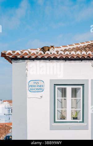 Gatto di Tabby che si rilassa sulle tegole di terracotta della tradizionale casa portoghese bianca. Affascinante scena di strada con gatto su edificio con piastrelle di ceramica Foto Stock