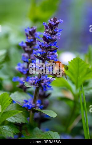 Primo piano di un bumblebee (Bombus pascuorum) che raccoglie il nettare da un fiore bugle blu (Ajuga reptans) con uno sfondo morbido e una profondità bassa di fiel Foto Stock