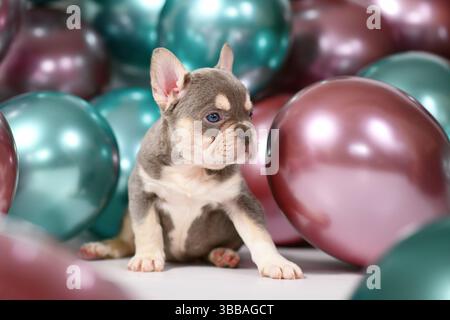 Cucciolo di cane Bulldog francese Lilac Orange Tan seduto di fronte a palloncini colorati sullo sfondo Foto Stock