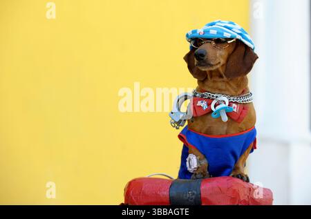 Cane divertente a la Havana, Cuba Foto Stock