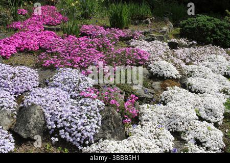 Giardino roccioso con cuscini di Alpine Phlox - Phlox subulata, tra cui Emerald Cushion, Pharao Red Eye Foto Stock