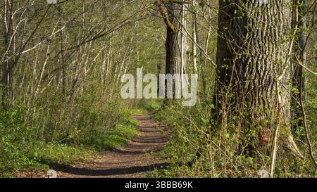 Un sentiero tortuoso attraversa una foresta sovrastata, fiancheggiata da torreggianti querce antiche. La lussureggiante vegetazione del fiorente paesaggio primaverile è immersa nel verde Foto Stock