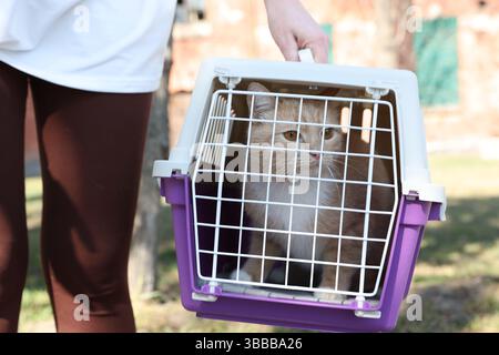 Proprietario che tiene in mano il portabicchieri con un gatto carino all'aperto, primo piano Foto Stock