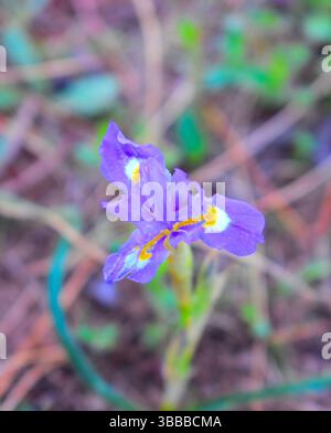 Moraea sisyrinchium Viola Fiore Foto Stock