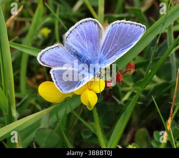 Una farfalla blu comune maschile (Polyommatus icarus) su una pianta di tiraggio a piedi di uccelli in un piano di gestione di livello superiore prateria. Gloucestershire Regno Unito Foto Stock