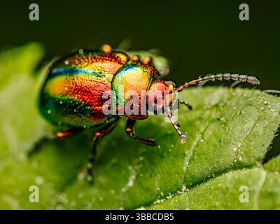 Foto macro di uno scarabeo dalle foglie di ortica dai colori vivaci con sfumature metalliche appoggiate su una foglia verde. Foto Stock