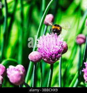 Un fuzzy bumblebee viene catturato a metà volo mentre atterra su una vivace fioritura di erba cipollina viola, circondata da gemme chiuse e gambi verdi lussureggianti, in cerca di Foto Stock