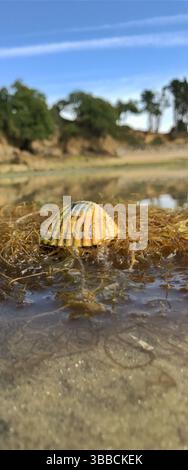 Una vista ravvicinata di un conchiglia tra alghe marine, su una spiaggia sabbiosa sotto un cielo limpido. Ideale per l'uso come immagine di intestazione, che mostra la bellezza della costa Foto Stock