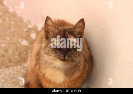 Primo piano di un gatto di tartaruga con occhi verdi seduti vicino a una parete pastello in luce naturale. Espressione calma e texture di pelliccia dettagliata visibili. Foto Stock