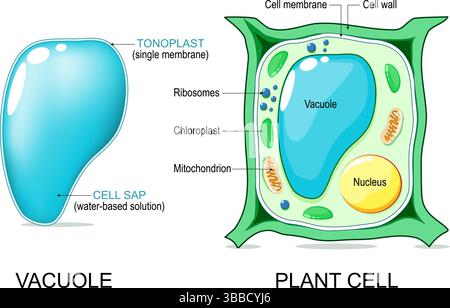 Anatomia delle cellule vegetali. Struttura vuoto. Illustrazione vettoriale. poster. Diagramma schematico Illustrazione Vettoriale