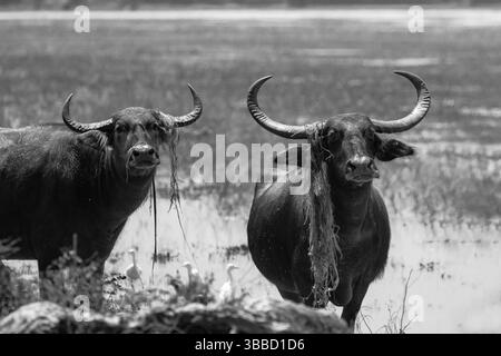 Una mandria di bufali d'acqua pericolosi rimane aggressivamente avanti. Foto Stock