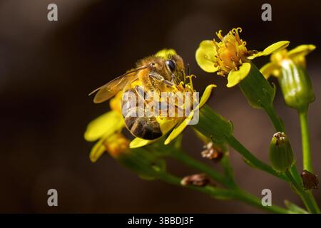 WESTERN Honey Bee (Apis mellifera) su un fiore di Cape Ivy, strisciante Groundsel (Senecio angulatus) Foto Stock