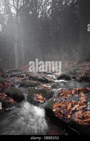 In una foresta ombrosa e piena di nebbia, un ruscello si insinua su pietre coperte di muschio disseminate di foglie autunnali umide. Foto Stock
