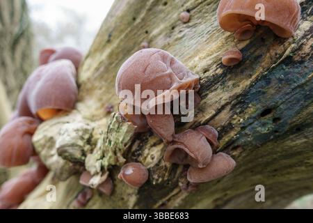 Fungo per orecchie gelatinose (Auricularia auricula-judae), un tipo di fungo che cresce su un albero sul Tamigi Sentiero accanto al Tamigi, Kew, Londra, Regno Unito. Foto Stock
