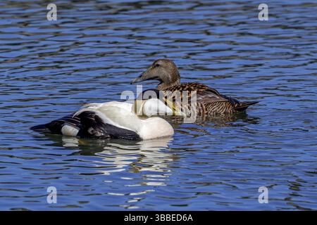 Anatra comune (Somateria mollissima) femmina e maschio / drake nella riproduzione del piumaggio che nuota lungo la costa del Mare del Nord in primavera Foto Stock