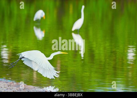 Grande garzetta bianca (Ardea alba) in volo, Sanibel Island, J.N. Ding Darling National Wildlife Refuge Florida, USA Foto Stock