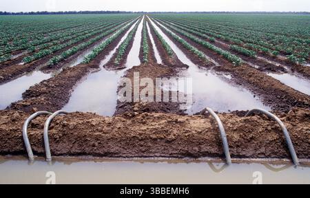 Zona di irrigazione del fiume Ord vicino a kununurra, Australia Occidentale. Foto Stock