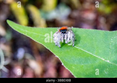 Maschio Whitman's Jumping Spider (Phidippus whitmani) - Pisgah National Forest, vicino a Brevard, North Carolina, Stati Uniti Foto Stock