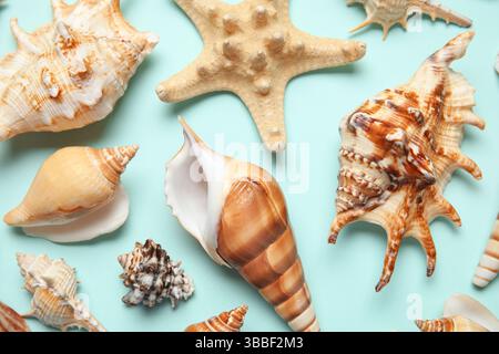Molte conchiglie e stelle marine diverse su sfondo turchese Foto Stock
