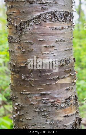 Primo piano di Betula alleghaniensis - dettaglio di corteccia del tronco di betulla gialla in primavera. Foto Stock