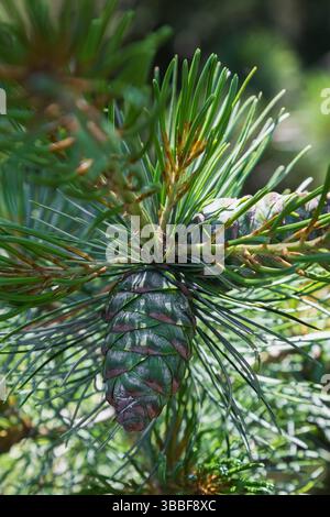 Primo piano del Pinus parviflora 'Maxi Dwarf - ramo giapponese del pino bianco con coni emergenti. Foto Stock