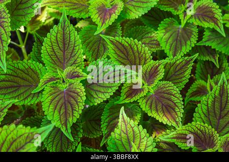Vista dall'alto e primo piano di Solenostemon - foglie di piante di Coleus in estate. Foto Stock