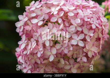 Primo piano di Hydrangea arborescens 'Invincibelle Spirit' - Ortensia selvaggia in estate. Foto Stock