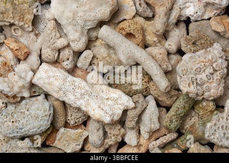 mucchio di frammenti di corallo bianco lavati sulla spiaggia, gli scheletri di carbonato di calcio rimasti dei polipi di corallo morti, prelevati direttamente dall'alto Foto Stock