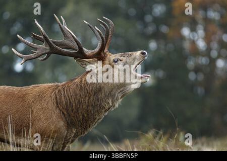 Cervo rosso (Cervus elaphus), cervo campanato durante il rut, Inghilterra, Regno Unito Foto Stock