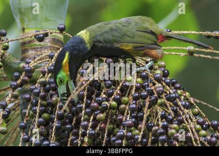 Toucanet (Selenidera maculirostris) a base di palme nella foresta pluviale atlantica del sud-est del Brasile Foto Stock