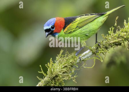Tanager dal collo rosso (Tangara cyanocephala) arroccato su un ramo nella foresta pluviale atlantica del Brasile Foto Stock