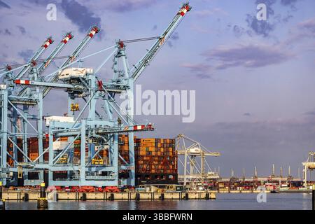 Terminal container nel porto marittimo di Rotterdam con nave container. Maasvlakte 2 porto di acque profonde su terra artificiale. Rotterdam, Zuid-Holland, Paesi Bassi Foto Stock