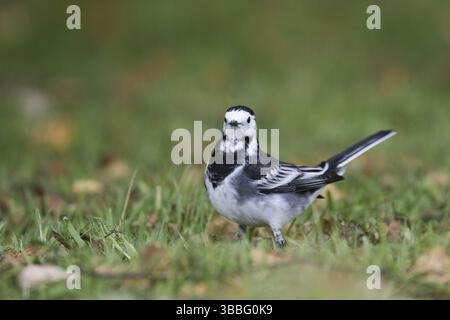 Pied Wagtail - Trauerbachstelze - Motacilla alba ssp. Yarelli, Gran Bretagna Foto Stock