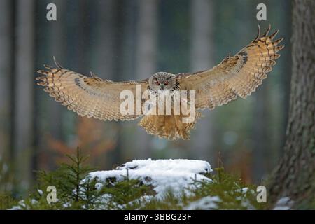 Aquila gufo atterrando su un ceppo di alberi innevati nella foresta. Gufo di aquila volante con ali aperte in habitat con alberi, mosca di uccello. Scena invernale d'azione dalla natura, wi Foto Stock