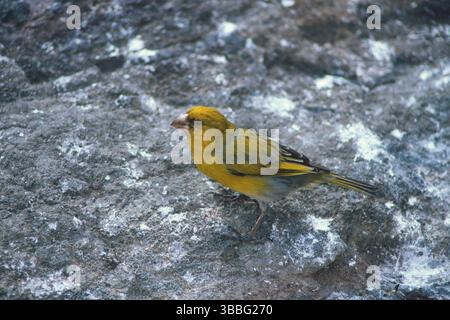 Nihoa Finch, Telespiza ultima, Hawaii, Nihoa, Hawaiian Honeycreeper, specie in pericolo Foto Stock