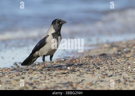 Nebelkraehe, lat. Corvus corone cornix, am Spuelsaum der Ostsee am Weststrand des Darss Foto Stock