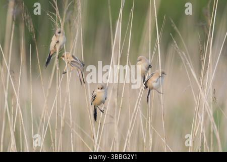 Bearded Reedling (Panurus biarmicus) juveniles in Reed bed, Meclemburgo-Pomerania Occidentale, Germania, Europa Foto Stock